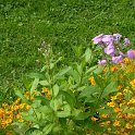 Phlox amplifolia (3)